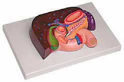 Liver with Gallbladder, Pancreas and Duodenum